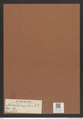 Auliscus superbus L. F. (de-Toni-Nr.: Genus 171, Species 4322) Zeichnungen Sammlung Grunow Mappe 04291 (Herbarium_W_Grunow_drawings_Folder_04291)
